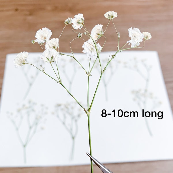 Geperste bloemen Witte gipskruid Gypsophila | Verpakking van 20 stuks | Natuurlijk wit | Lakzegelbloem | Uitnodigingsdecor | Voor harssieraden