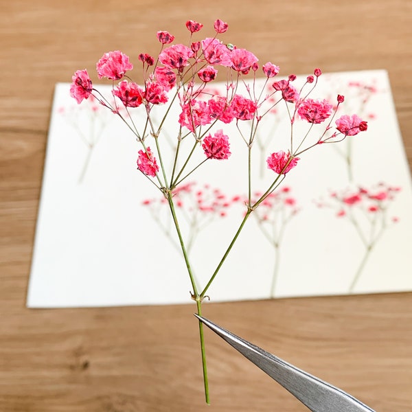 Pressed Flowers Dyed Pink Baby's Breath | Pressed Gypsophila | 20 pcs | Wedding Decor | For Resin Jewellery | Floral craft | For Wax Seal