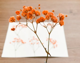 Fleurs pressées teints en orange gypsophile | Gypsophile pressée | 20 pièces | Décoration de mariage | pour bijoux en résine | Artisanat floral | Pour joint de cire