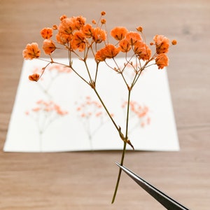 Pressed Flowers Dyed Orange Baby's Breath Pressed Gypsophila 20 pcs Wedding Decor For Resin Jewellery Floral craft For Wax Seal image 1