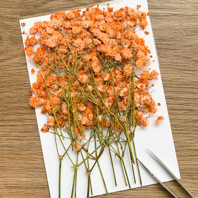 Pressed Flowers Dyed Orange Baby's Breath Pressed Gypsophila 20 pcs Wedding Decor For Resin Jewellery Floral craft For Wax Seal image 2