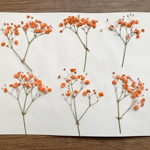 Pressed Flowers Dyed Orange Baby's Breath Pressed Gypsophila 20 pcs Wedding Decor For Resin Jewellery Floral craft For Wax Seal image 4