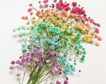 Pressed Flowers | Rainbow | Candy Color | Dyed Baby's Breath | Pack of 18 pcs | Card | Home Decor | Resin | Floral craft | Craft