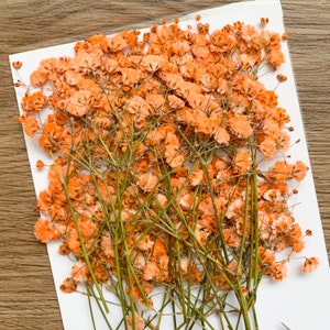 Pressed Flowers Dyed Orange Baby's Breath Pressed Gypsophila 20 pcs Wedding Decor For Resin Jewellery Floral craft For Wax Seal image 3