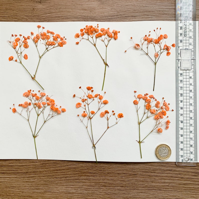 Pressed Flowers Dyed Orange Baby's Breath Pressed Gypsophila 20 pcs Wedding Decor For Resin Jewellery Floral craft For Wax Seal image 5