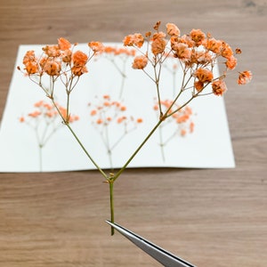 Pressed Flowers Dyed Orange Baby's Breath Pressed Gypsophila 20 pcs Wedding Decor For Resin Jewellery Floral craft For Wax Seal image 6