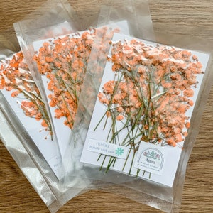 Pressed Flowers Dyed Orange Baby's Breath Pressed Gypsophila 20 pcs Wedding Decor For Resin Jewellery Floral craft For Wax Seal image 8