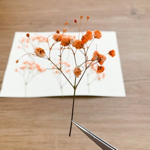 Pressed Flowers Dyed Orange Baby's Breath Pressed Gypsophila 20 pcs Wedding Decor For Resin Jewellery Floral craft For Wax Seal image 7