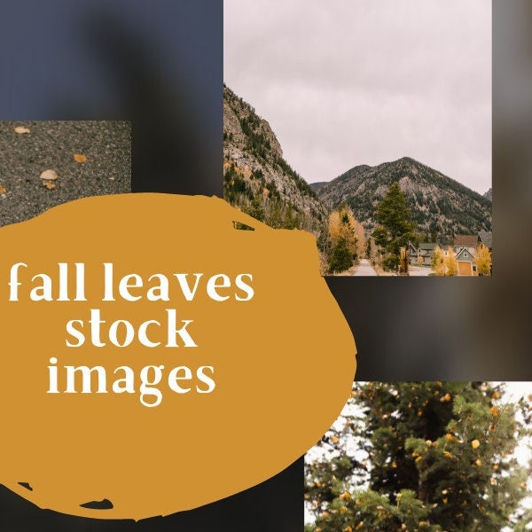3 Fall Stock Photos | Colorado photography | Mountain Wall Art | Leaves digital download, Boho modern pictures