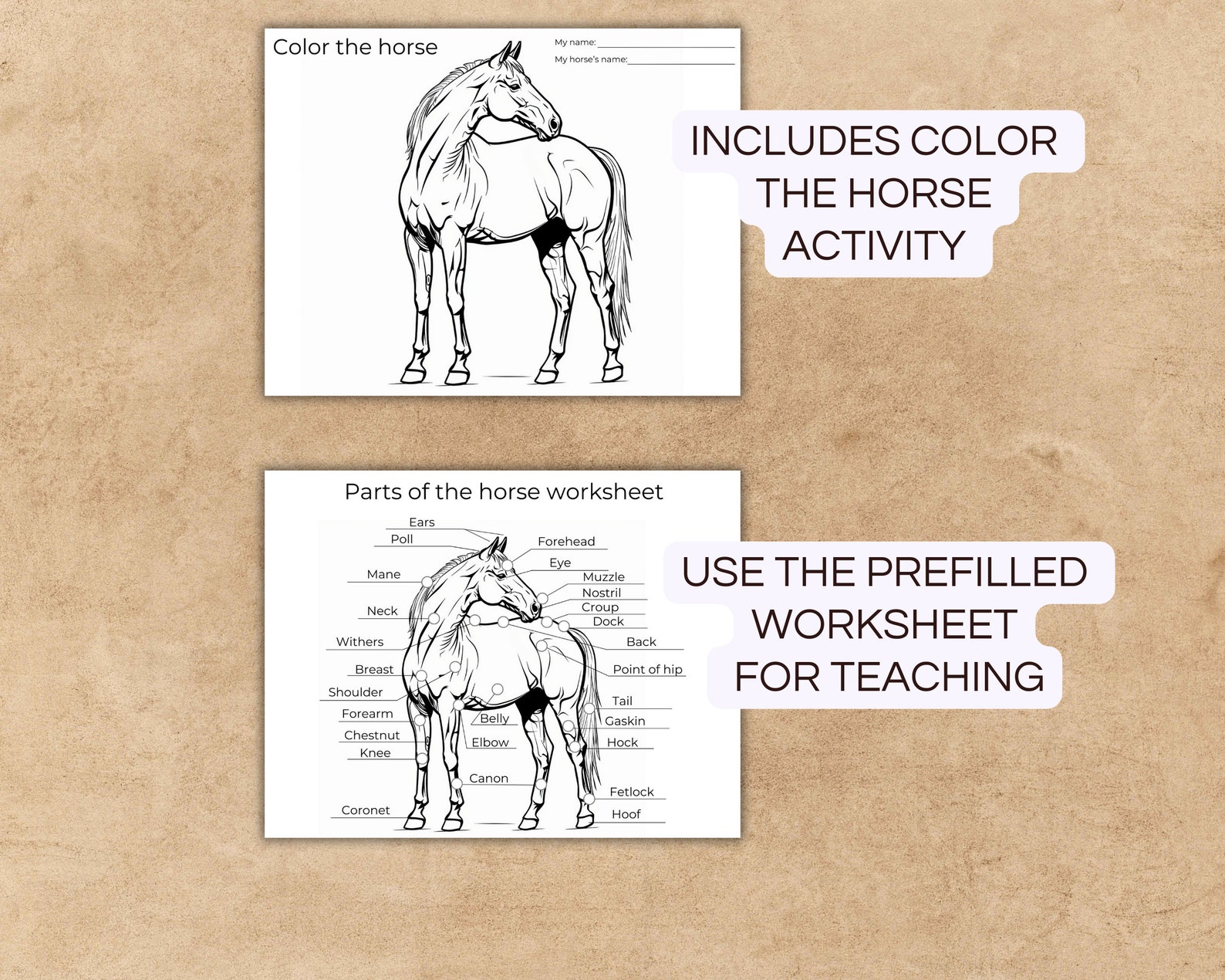 Horse Anatomy Parts of the Horse Worksheet Horse Camp Activity ...