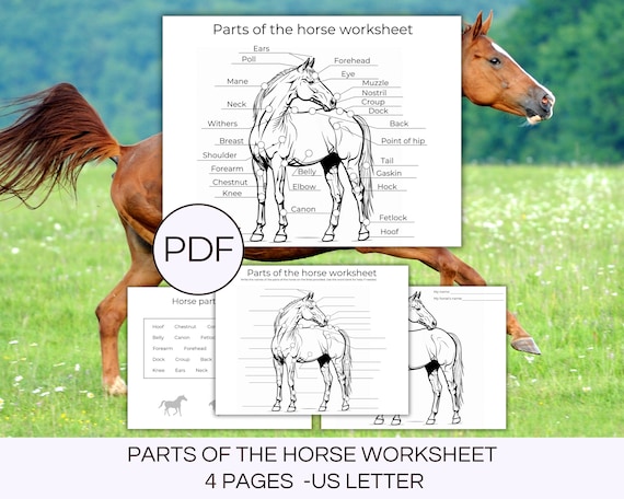 Horse Anatomy Parts of the Horse Worksheet Horse Camp Activity Equestrian Worksheet Horse Activities Horse Body Parts Printable Activity