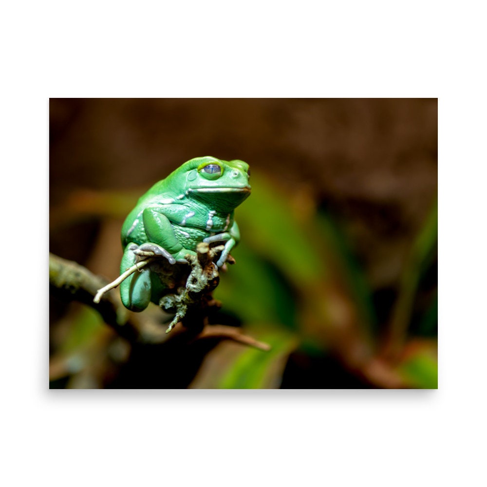 tree frogs in charlotte nc Mei Duarte