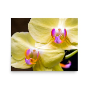 Yellow Moth Orchid Print: Giclee Flower Art