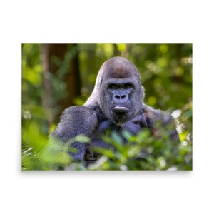 Gorilla, Gorilla Print, Gorilla Photograph