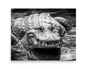 Alligator Print, Alligator Photograph, American Alligator, Black and White, Wall Art, Poster,