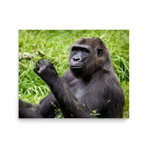 Gorilla, Gorilla Print, Gorilla Photograph