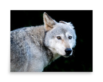 Wild Animal Artwork Painting Picture on Canvas Small Size for Kids Room 16'' x 12'' Hardy Gallery Gray Wolf Wall Art Print Wild Animal Artwork Painting Picture on Canvas Small Size for Kids Room 16'' x 12'' Hardy Gallery Gray Wolf Wall Art Print