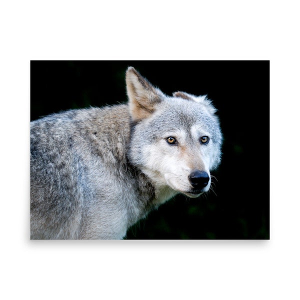 Gray Wolf, Wildlife Art, Wolf Photograph, Wall Art
