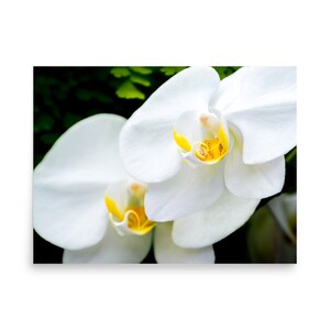 White Orchid Art Print: Giclee Flower Poster
