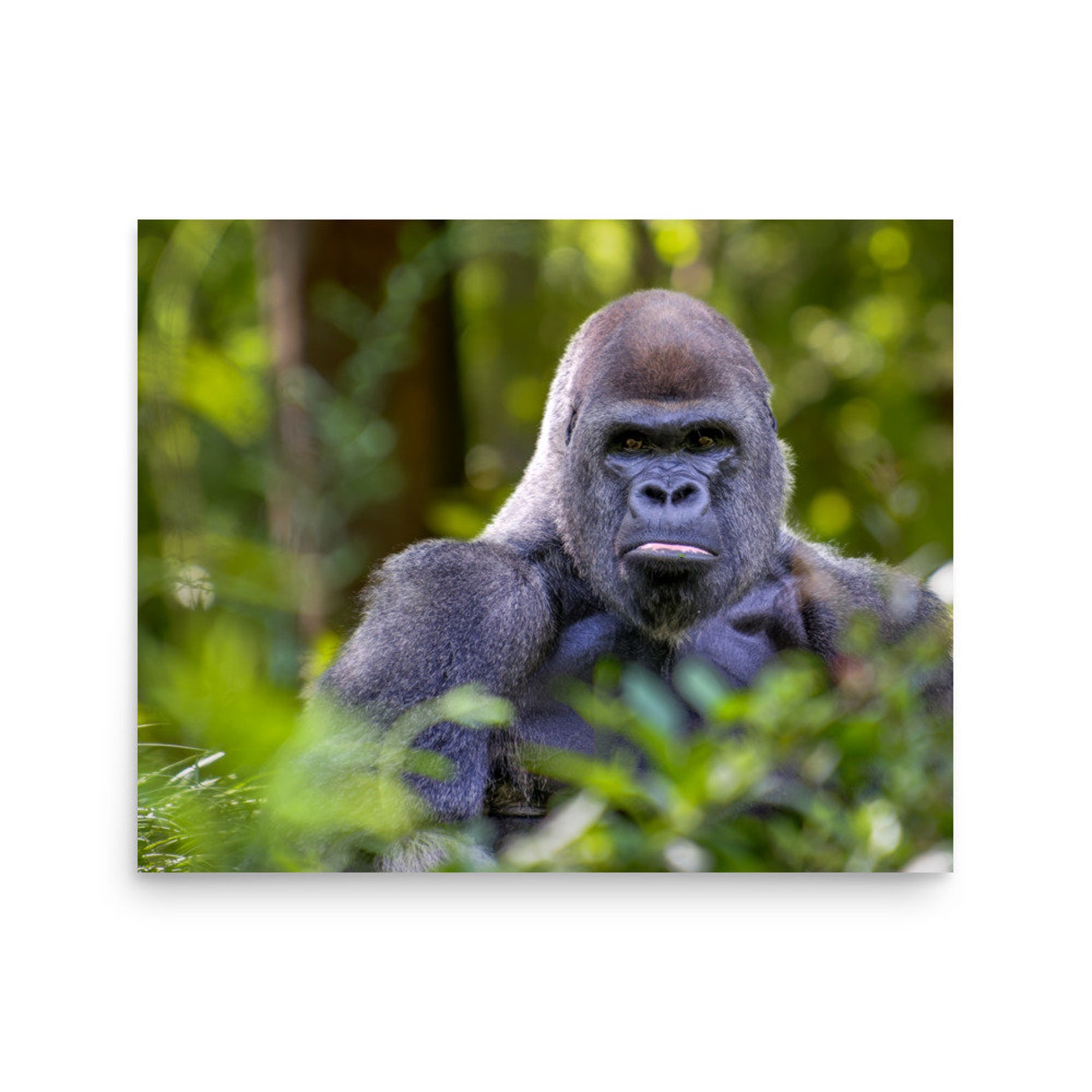 Gorilla Print, Silverback Gorilla, Gorilla Photograph, Mountain Gorilla, Wall Decor, Poster, - Etsy