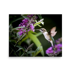 Hummingbird, Hummingbird Prints, Hummingbird Art