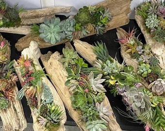 Wedding Centerpieces Live Succulents on Driftwood / Unique Table Decor / Sola Wood / Dried Naturals / Custom Designed in Your Event Colors