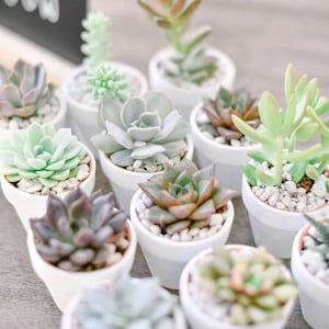 May include: A collection of small white pots filled with various types of succulents. The pots are arranged in a row on a light wood surface.