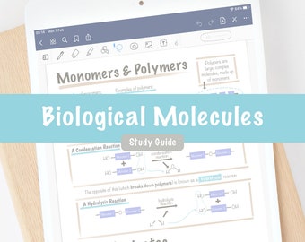 Appunti di studio sulle molecole biologiche Chimica organica Biologia Guida allo studio digitale / Biologia AP di scuola superiore di livello superiore /
