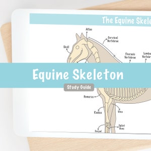 Guide d’étude du squelette équin de l’anatomie du cheval Notes numériques | Étudiant vétérinaire en soins infirmiers vétérinaires Pre Vet Tech