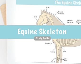 Anatomia del cavallo Guida allo studio dello scheletro equino Note digitali / Pre Vet Tech Studente di infermieristica veterinaria Veterinario