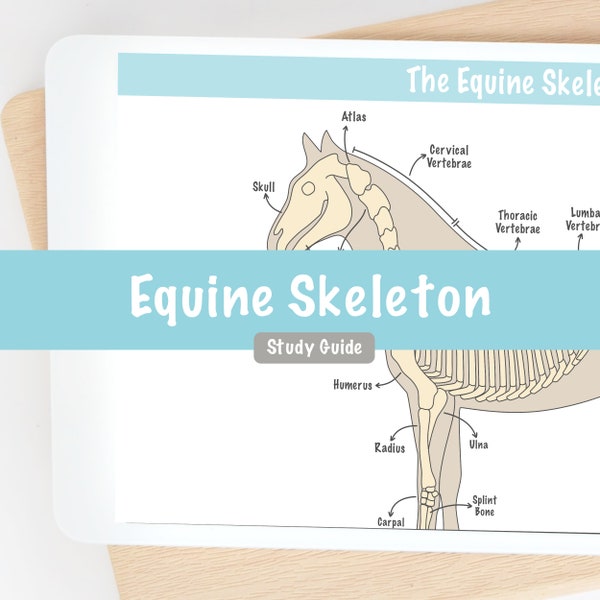 Horse Anatomy Equine Skeleton Study Guide Digital Notes | Pre Vet Tech Veterinary Nursing Student Veterinarian