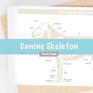 Könnte beinhalten: Ein beschriftetes Diagramm eines Hundeskeletts, das die Knochen des Kopfes, des Halses, des Rumpfes und der Gliedmaßen zeigt. Das Diagramm trägt den Titel "Canine Skeleton Study Guide".