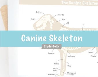 Anatomia del cane Scheletro canino Guida allo studio Note digitali / Tecnologia pre-veterinario Studente di infermieristica veterinaria Veterinario