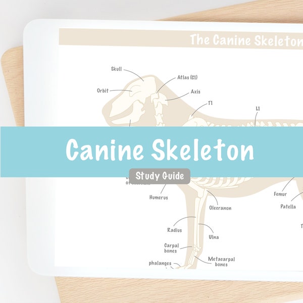 Dog Anatomy Canine Skeleton Study Guide Digital Notes | Pre Vet Tech Veterinary Nursing Student Veterinarian