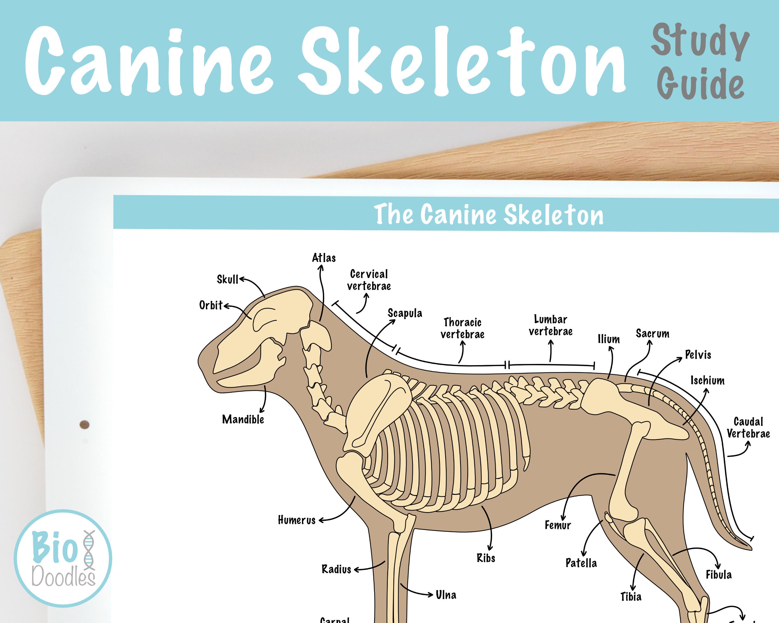Dog Anatomy Canine Skeleton Study Guide Digital Notes Pre Etsy Australia