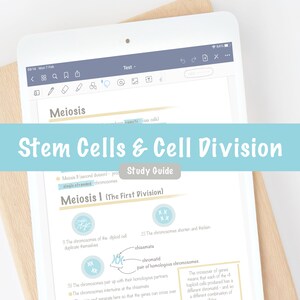Mitosis and Meiosis Stem Cells Cell Division Study Notes | A level High School Higher Biology Study Guide | GoodNotes Notability Notes
