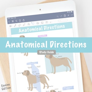 Anatomical Directions Study Guide Poster | Veterinary Dog Anatomy Vet Tech Nurse | Digital Printable