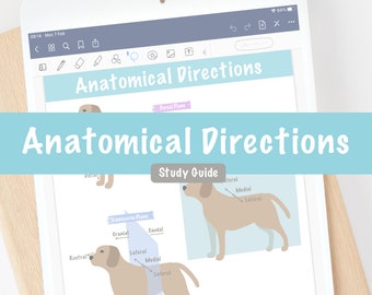Poster della guida allo studio delle indicazioni anatomiche / Anatomia del cane veterinario Infermiere tecnico veterinario / Stampabile digitale
