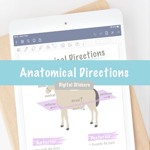 Anatomical Directions Digital Stickers | Vet Med Veterinary Nursing Vet Tech Animal Science Pre Vet | GoodNotes Notability PNG Images
