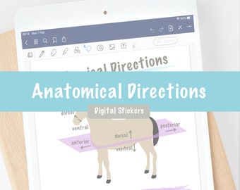 Indicazioni anatomiche Adesivi digitali / Vet Med Veterinary Nursing Vet Tech Animal Science Pre Vet / GoodNotes Notability Immagini PNG