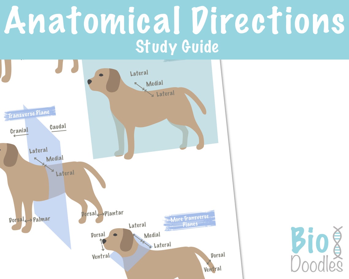 Anatomical Directions Study Guide Poster Veterinary Dog Etsy Australia