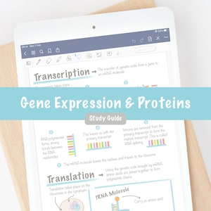 Gene Expression Protein Synthesis Study Guide Digital Printable Notes PDF | A Level High School Biology Higher Human Bio Exam Revision