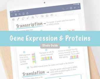 Guida allo studio sulla sintesi proteica dell'espressione genica Note digitali stampabili PDF / Revisione dell'esame di biologia umana superiore di biologia delle scuole superiori