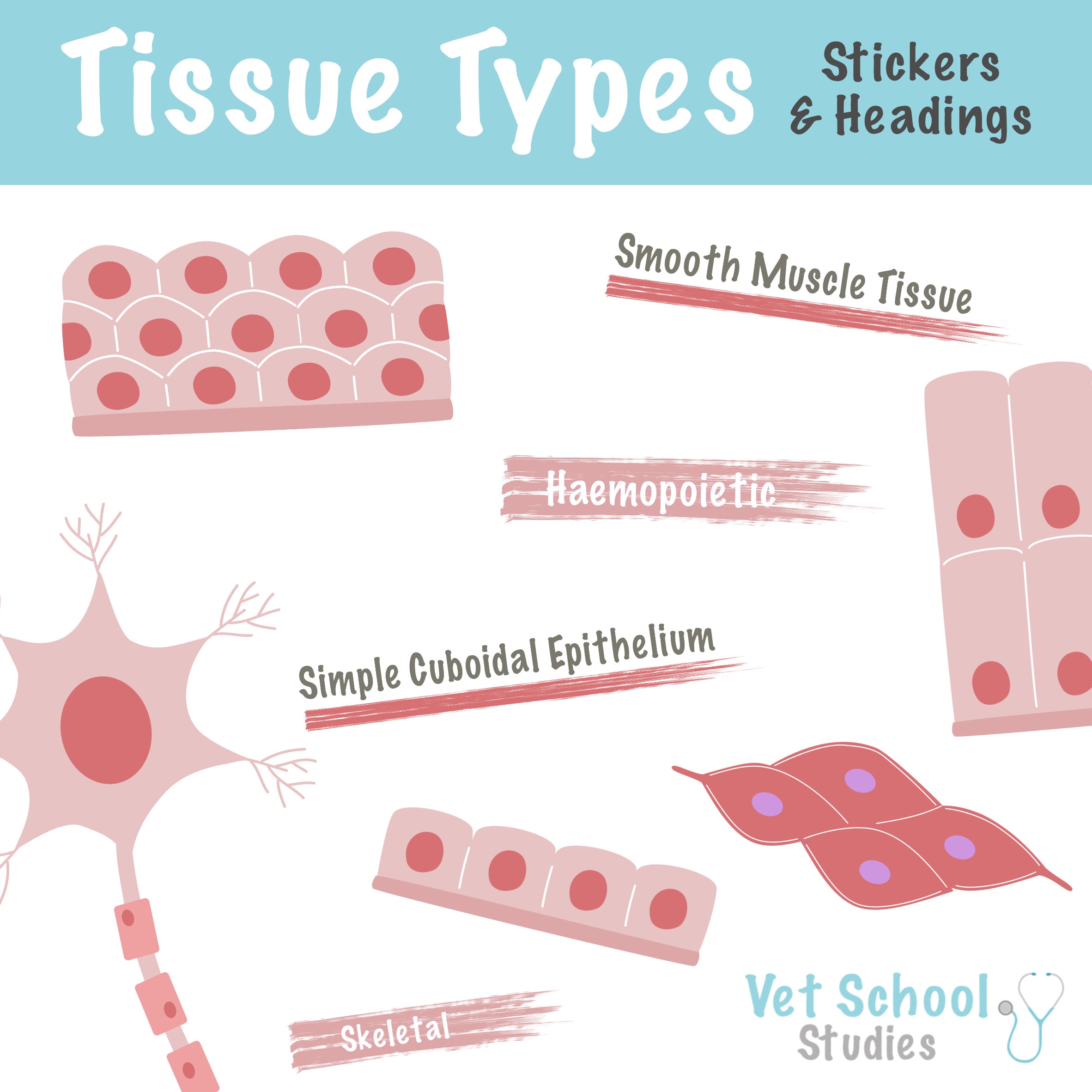 Tissue Note Sticker Types of Tissues Digital Stickers Diagrams Headings | iPad Goodnotes ...