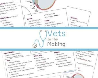 Op de afbeelding: Een educatief studieblad getiteld Vets In The Making met een diagram van de ooganatomie. Het document bevat gedetailleerde tekstbeschrijvingen van de vezelige en vasculaire tunica, het hoornvlies, de sclera, iris, het straalvormig lichaam en het vaatvlies.