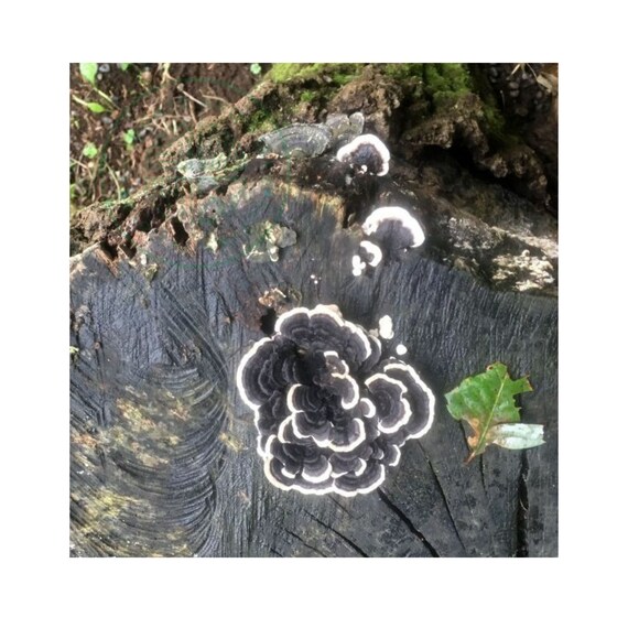 Fancy Fungi Japanese Fungi Japan Fungus Mushroom Outdoor Etsy