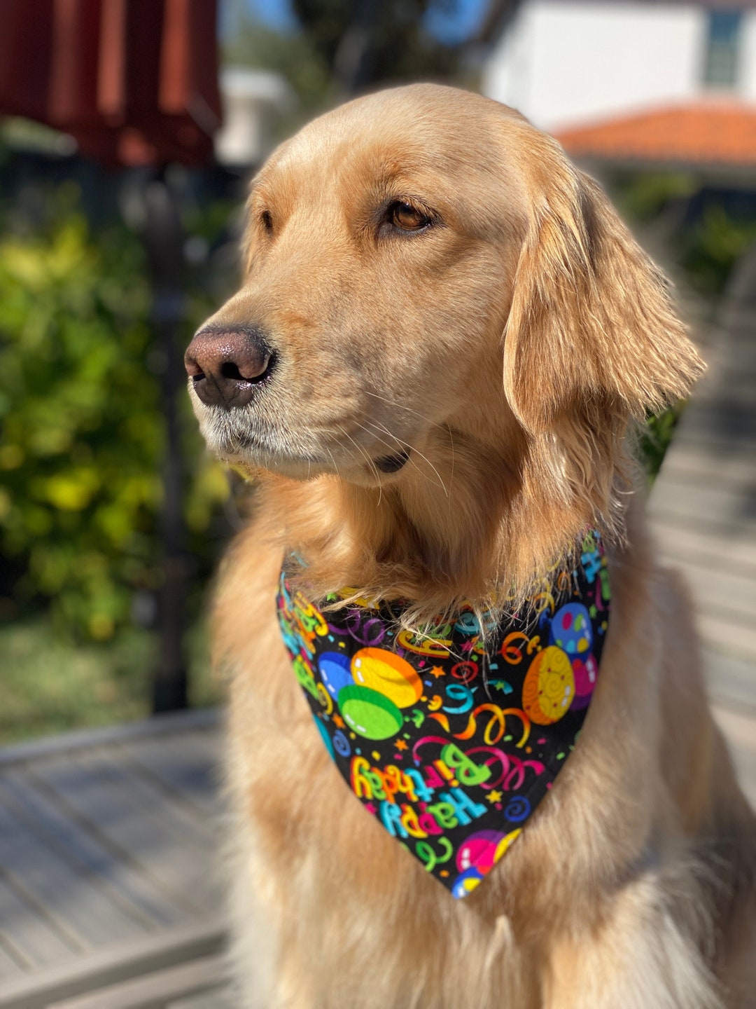 Happy Birthday Dog Bandanas With Snaps Adjustable and Etsy