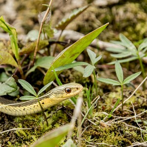 Snake Portrait #1 Macro Photograph Print