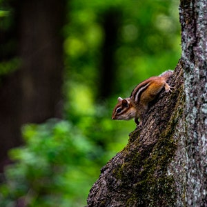 Chipmunk Print