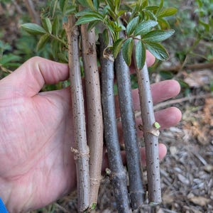 May include: A hand holds several cuttings of a plant, each with a woody stem and small green leaves. The stems vary in color from light brown to dark gray. The background is blurred, suggesting an outdoor setting.